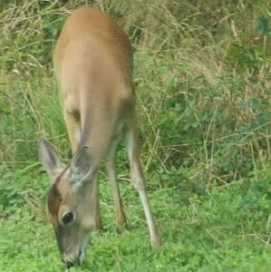 Meet your Posher, Esther